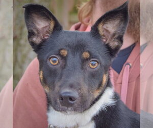 George - Male Australian Kelpie-Unknown Mix Dog for Adoption - Photo #8