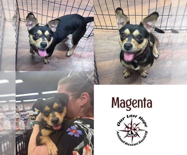 Medium Photo #4  Puppy For Sale in , 