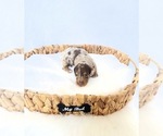 Small #4 Dachshund