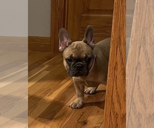 French Bulldog Puppy for sale in BOLIVAR, MO, USA