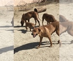 Small Photo #57 Rhodesian Ridgeback Puppy For Sale in MORONGO VALLEY, CA, USA