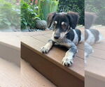 Small #1 Poodle (Miniature) Mix