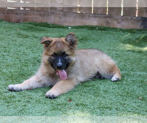 German Shepherd Dog-Unknown Mix Dogs for adoption in San Diego, CA, USA