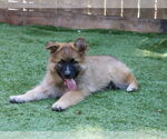 Small German Shepherd Dog Mix