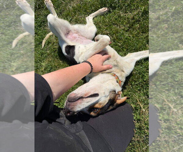 Medium Photo #4 Treeing Walker Coonhound Puppy For Sale in Pierceton , IN, USA