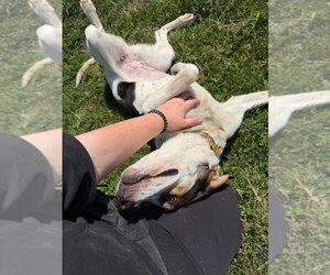 Maven - Female Treeing Walker Coonhound Dog for Adoption - Photo #4