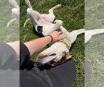 Small #3 Treeing Walker Coonhound