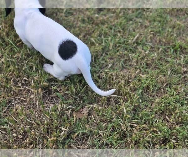 Medium Photo #14 Dachshund Puppy For Sale in CHOCTAW, OK, USA