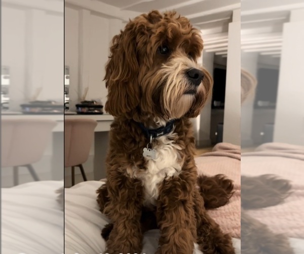 Medium Photo #1 Poovanese Puppy For Sale in LAKESIDE, CA, USA