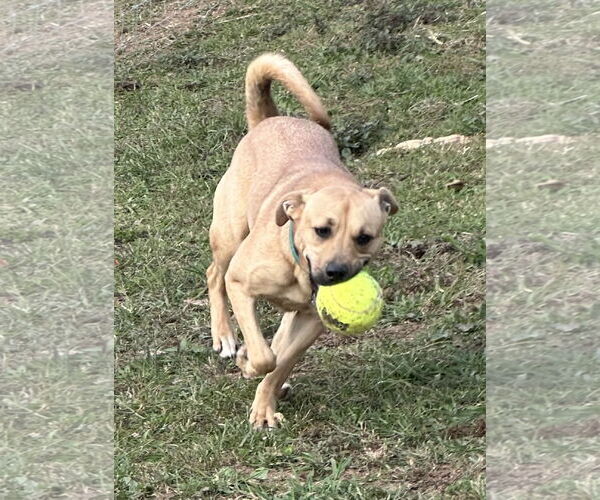 Medium Photo #4  Puppy For Sale in , 