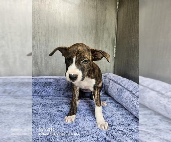 Medium Photo #1 American Staffordshire Terrier-Unknown Mix Puppy For Sale in San Antonio, TX, USA