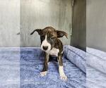 SAFIRO - Female American Staffordshire Terrier-Unknown Mix Dog for Adoption - Small photo