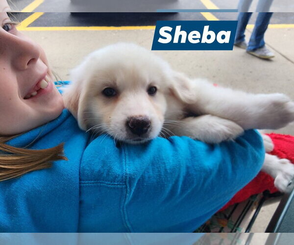 Medium Photo #4 Great Pyrenees Puppy For Sale in Marine City, MI, USA