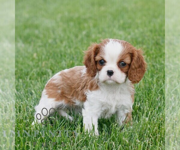 Medium Photo #3 Cavalier King Charles Spaniel Puppy For Sale in NARVON, PA, USA