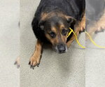 Small German Shepherd Dog Mix