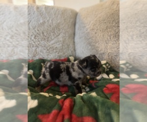 Medium French Bulldog