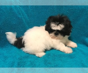 Shih Tzu Puppy for sale in LAWRENCEVILLE, GA, USA