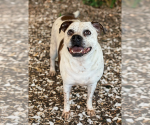 Logan - Male Bulloxer Dog for Adoption - Photo #2