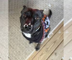 Darla - Female Labrador Retriever-Unknown Mix Dog for Adoption - Photo #6
