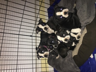 Boston Terrier Puppy for sale in VAN NUYS, CA, USA