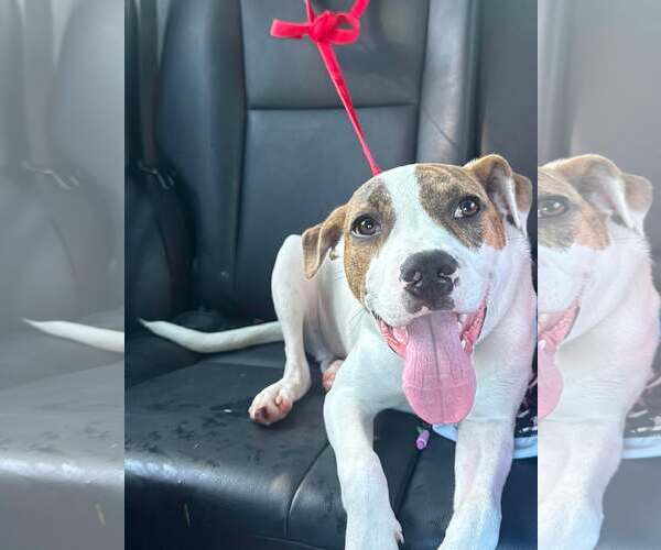Medium Photo #1 Boxer-Unknown Mix Puppy For Sale in Woodbury, NY, USA