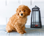 Small #4 Poodle (Toy)