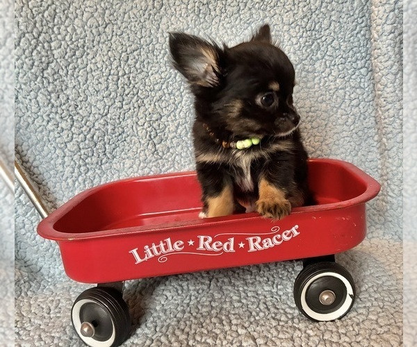 Medium Photo #3 Chihuahua Puppy For Sale in NEWVILLE, PA, USA