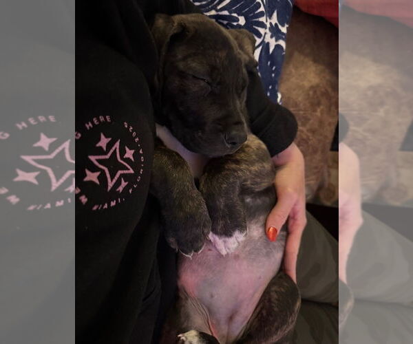 Medium Photo #3 Bloodhound-Unknown Mix Puppy For Sale in Chester, VA, USA