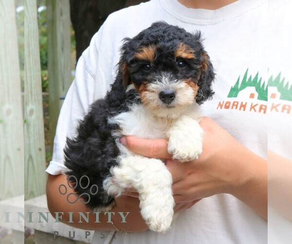 Medium Photo #2 Bernedoodle (Miniature) Puppy For Sale in NARVON, PA, USA