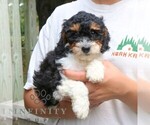 Small #1 Bernedoodle (Miniature)