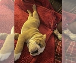 Small Photo #6 Bulldog Puppy For Sale in STEUBENVILLE, OH, USA