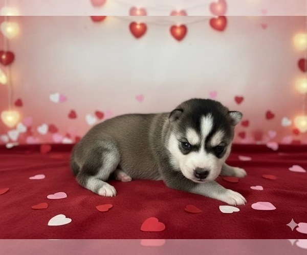 Medium Photo #1 Alaskan Klee Kai Puppy For Sale in WILLIAMSBURG, OH, USA