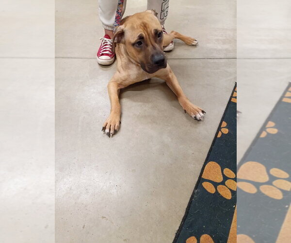 Medium Photo #2 American Staffordshire Terrier-Mastiff Mix Puppy For Sale in Pierceton , IN, USA