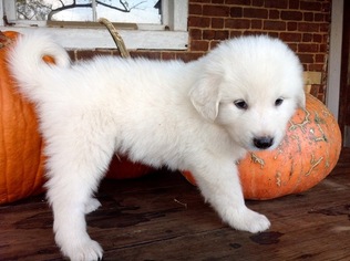 great pyrenees puppies near me