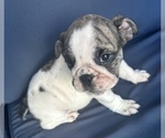 Small Photo #96 English Bulldog Puppy For Sale in WEEKI WACHEE, FL, USA