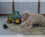 Small Photo #12 Golden Retriever Puppy For Sale in MECHANICSVILLE, MD, USA