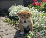 Small #1 Shiba Inu