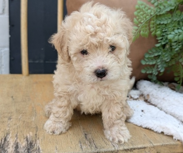 Medium Photo #6 Poovanese Puppy For Sale in GOSHEN, IN, USA