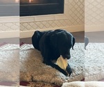 Small Photo #1 Dachshund-Labrador Retriever Mix Puppy For Sale in MADRAS, OR, USA