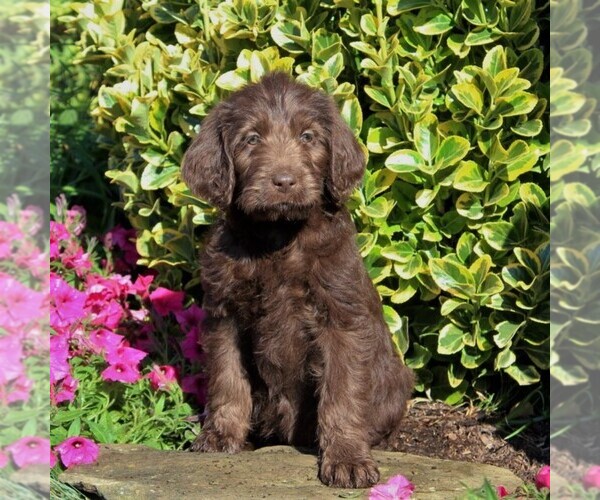 Medium Photo #1 Labradoodle Puppy For Sale in NEW PROVIDENCE, PA, USA