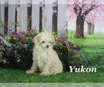 Small #16 Poodle (Toy)