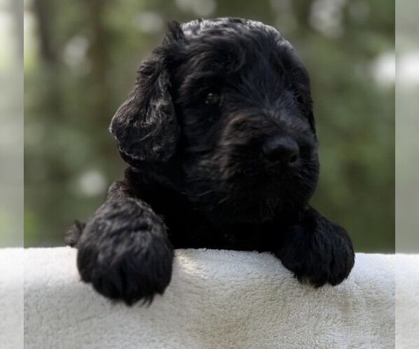 Medium Photo #67 Goldendoodle Puppy For Sale in PIERSON, FL, USA