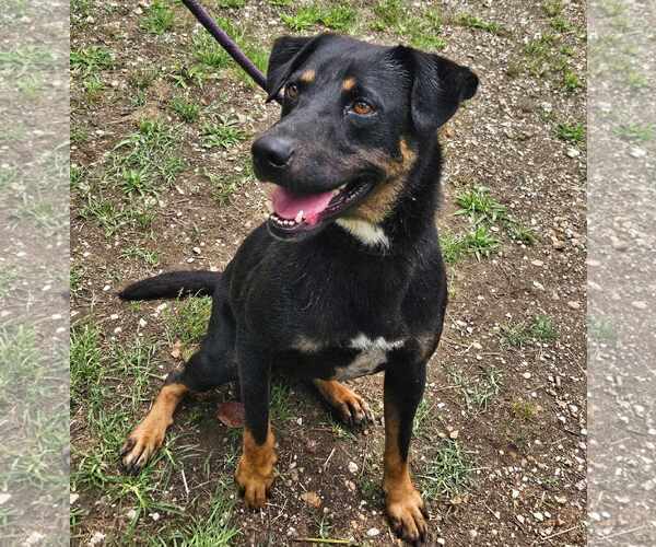 Medium Photo #8 Rottweiler-Unknown Mix Puppy For Sale in Anniston, AL, USA