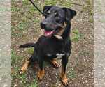 Small #7 Rottweiler Mix