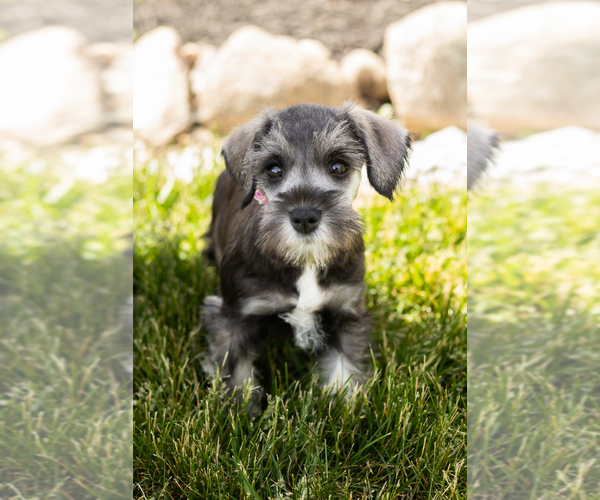 Medium Photo #29 Schnauzer (Miniature) Puppy For Sale in MILLERSBURG, IN, USA