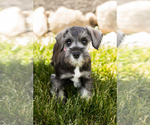 Small Photo #29 Schnauzer (Miniature) Puppy For Sale in MILLERSBURG, IN, USA