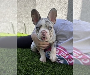 French Bulldog Litter for sale in PHOENIX, AZ, USA