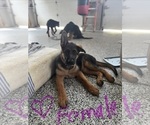 Small #1 German Shepherd Dog