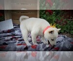 Small Photo #5 Shiba Inu Puppy For Sale in LUBLIN, WI, USA
