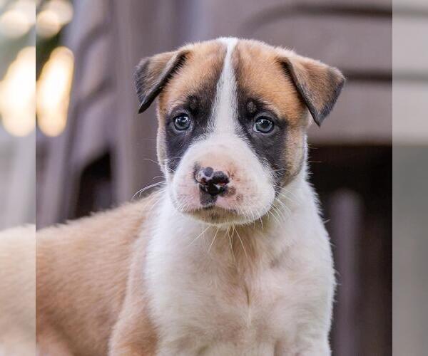 Medium Photo #1 Boxer-Unknown Mix Puppy For Sale in San Diego, CA, USA